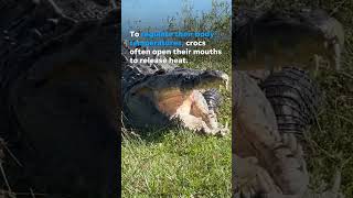 Massive crocodile spotted taking a sunbath in Everglades Shorts [upl. by Roman]