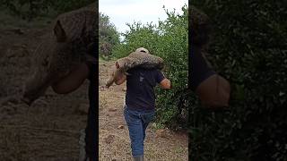 Casería de javali o pecarí de collar 🐗 con 22 magnum [upl. by Nomra]