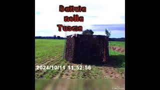 Battuta di caccia alle allodole nella Tuscia ottobre 2024 [upl. by Dusa]