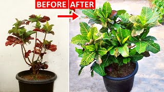 If You DO THIS Your CROTON Would Be HEALTHIER  Watch This If Croton is Losing Leaves [upl. by Niliram]