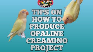 TIPS HOW TO PRODUCE OPALINE CREAMINO PROJECT [upl. by Birmingham]