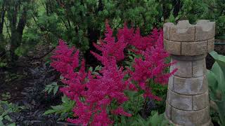 Astilbe Plant Profile [upl. by Arjun]