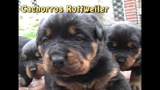 CACHORROSROTTWEILER  Parte 2  Día 20  Video de PERROS Rottweiler  Toys Pets amp kids jugando [upl. by Bedell]