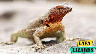 Lava Lizards  Masters of the Volcanic Ecosystem [upl. by Sedicla]