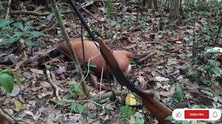 O resultado da espera de MATEIRO 🦌 na gameleira e salve pra galera ✅👍 [upl. by Bencion]