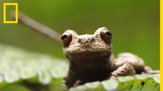 Les amphibiens font face à une extinction de masse due à la prolifération dun champignon [upl. by Poore]