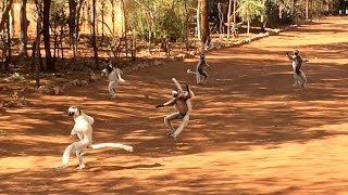 Dance of the Sifakas [upl. by Ellehcsar]