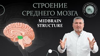 Средний мозг Строение среднего мозга Midbrain structure [upl. by Eelrahc23]