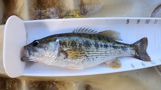 Altamaha Bass [upl. by Nnaer]