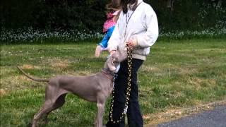 Weimaraner loose lead walking training loose leash and control in a highly reactive dog [upl. by Dannel722]