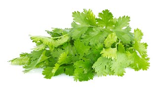 Health Benefits of Cilantro and Why Its Great for Your Body [upl. by Wendie]