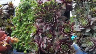 Sempervivums Hens amp Chicks Cold Hardy Succulents [upl. by Ainnos366]