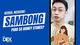 HERBAL MEDICINE SAMBONG Para sa kidney stones [upl. by Andree]