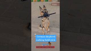 German shepherd walking hold stick session 382 shorts dogloverdoglover [upl. by Ellekcir]