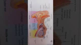 ANATOMY OF EAR EARANATOMYMSNNURSINGLECTUREbiology [upl. by Binette]