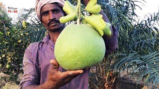 Farm Fresh Pomelo Cutting and Eating  How to Cut Pomelo Fruit  Village Food and Life in Nature [upl. by Hosea]