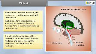 Midbrain  Neural Control and Coordination  Biology  Class 11th  iPrep [upl. by Alvan]