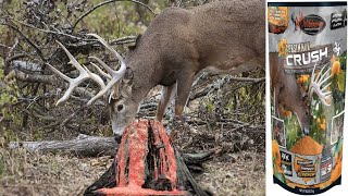 best deer attractant 2024 [upl. by Patrice]