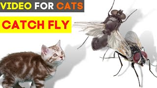 CAT GAMES Catching Fly on Screen  Catch the Fly Game  Fly Entertainment for Cats [upl. by Kallick]