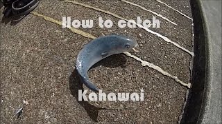 NZ Basic Fishing  Tutorial  How to catch Kahawai [upl. by Tiram79]