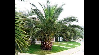 Phoenix Canariensis [upl. by Sirois341]