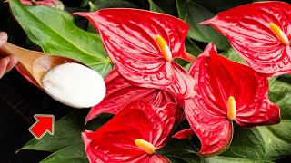 Just Pour 1 Spoon Anthurium Grows 1001 Roots And Blooms After Just 1 Night [upl. by Ian]