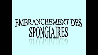 Embranchement des SPONGIAIRESmp4 [upl. by Linad710]