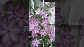 Clematis flowers beautifulflowers beautiful youtubeshorts [upl. by Jeannie203]