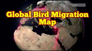 Global Bird Migration Map [upl. by Larisa929]