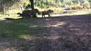 Rhino chasing addax [upl. by Lladnek]