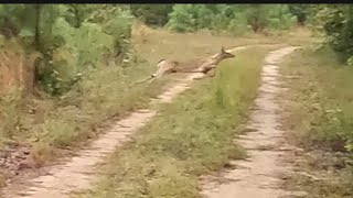 SC Deer Dog Drives 91424 Plenty of action in the rain [upl. by Yendic276]