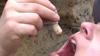 How To Cook and Eat Giant Grubs [upl. by Sergei]