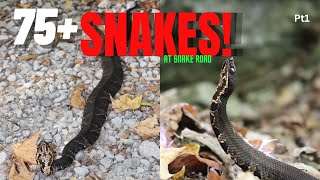 Finding Over 75 Snakes at Snake Road in Southern Illinois Herping 2023 [upl. by Ocsirf]