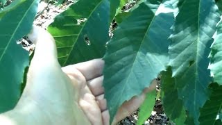 I Found an American Chestnut Castanea dentata Today [upl. by Dragelin209]