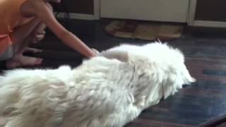 Great pyrenees gracie 10 months [upl. by O'Dell]