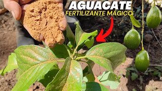 Fertilizante orgánico mágico para aguacate o palta [upl. by Ecnerol]