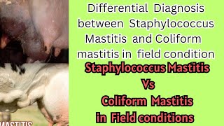 Differential Diagnosis between Staphylococcus aureus Mastitis and Coliform Mastitis in Cattle [upl. by Matt678]