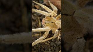 Biss zum Tod🕷️💀Brasilianische Wanderspinne  Giftigetiere Überlebenskampf [upl. by Vorster]