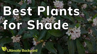 5 Stunning FullShade Loving Plants [upl. by Iives]