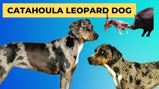 Catahoula Leopard Dogs  Shelly Green from Hidden Creek Catahoulas [upl. by Khalid]