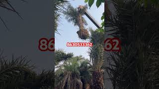 Date palm plants youtubeshorts viralvideo [upl. by Llednil]