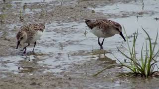 Semipalmated Sandpipers Foraging [upl. by Aicenev267]