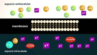 FISIOLOGÍA Medio InternoHomesotasisRetroalimentación [upl. by Gawlas]