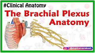 The Brachial Plexus Anatomy USMLE Roots Trunks Divisions Cords Branches Clinical anatomy [upl. by Drolet]