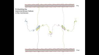 How Amyloid Precursor Protein APP forms an extracellular synaptic meshwork Alzheimers Disease [upl. by Wolcott474]