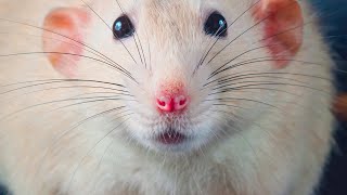 How Do Rats See the World A Look Into Your Rats Eyesight 👀 [upl. by Tess]