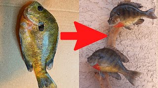 Catching a Bluegill Then Taxidermying it DIY Fish Taxidermy [upl. by Valerian56]