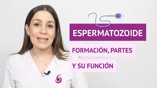 ¿Cómo es el espermatozoide Formación partes y función [upl. by Nosna]