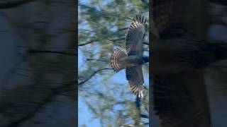 Broad winged hawk … I apologize for the incorrect info … broadwingedhawk hawks starting to learn [upl. by Atsuj]