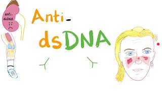 Antibodies  Immunoglobulins  IgG IgM  IgA  IgD  IgE  Immunology [upl. by Nayr]